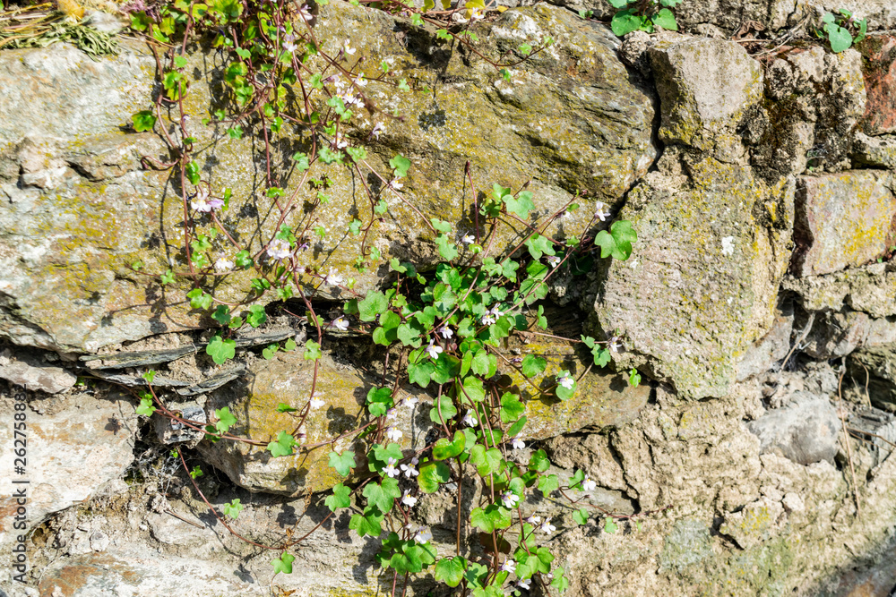 Flowers between the stones. Plants in the cracks of the old stone wall.