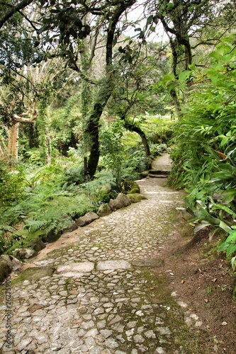 Path between green vegetation in a garden