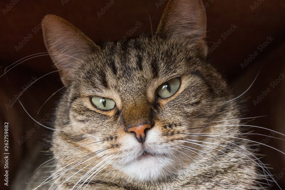Close-up view of the cat face. Focus on the eyes