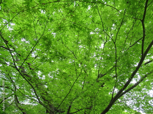 Japanese spring - tree and sky