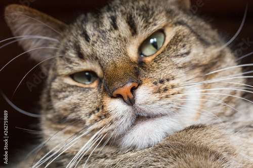 Close-up view of the cat face. Focus on the nose