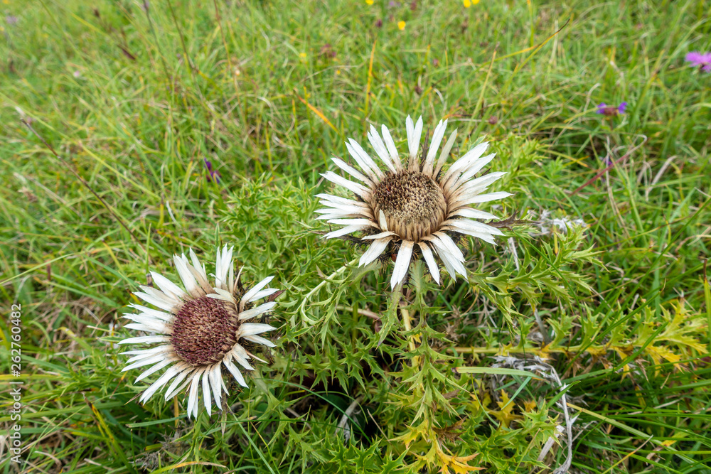 silver thistle in nature silver thistle in nature