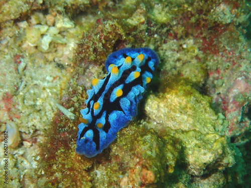 Closeup and macro shot of nudibranch Chromodorididae during leisure dive underwater diving in Sabah, Borneo.     