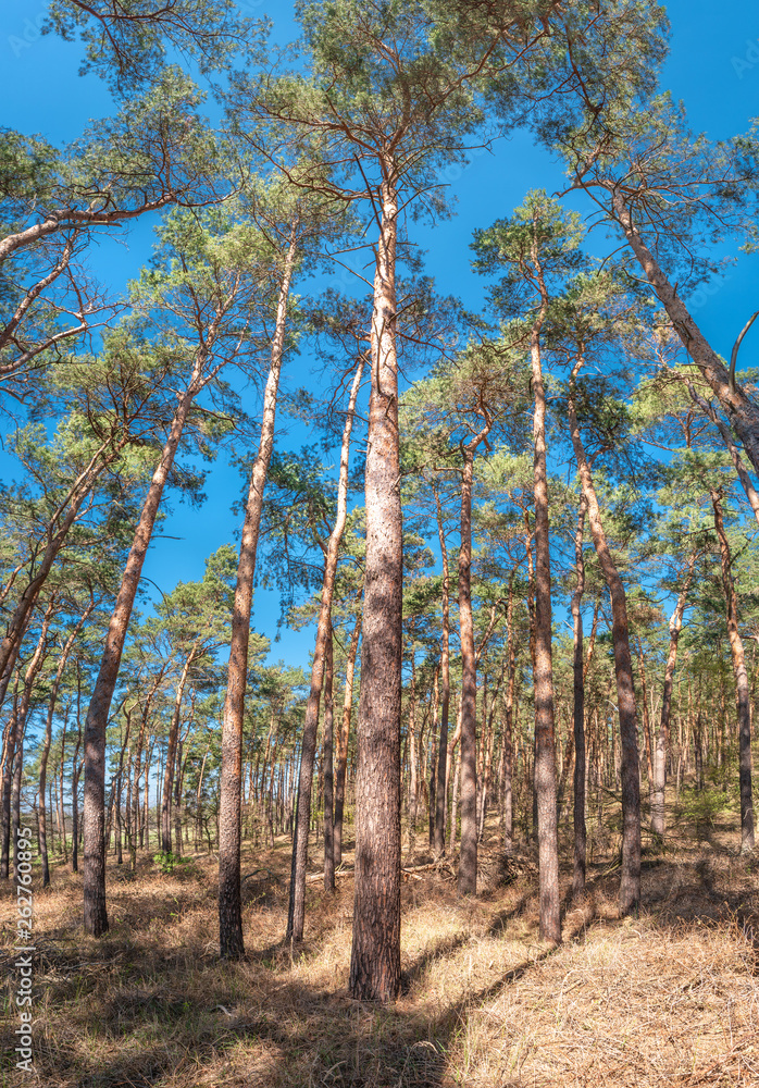 Panoramic view of wild pine tree forest at early Spring, near Magdeburg, Germany