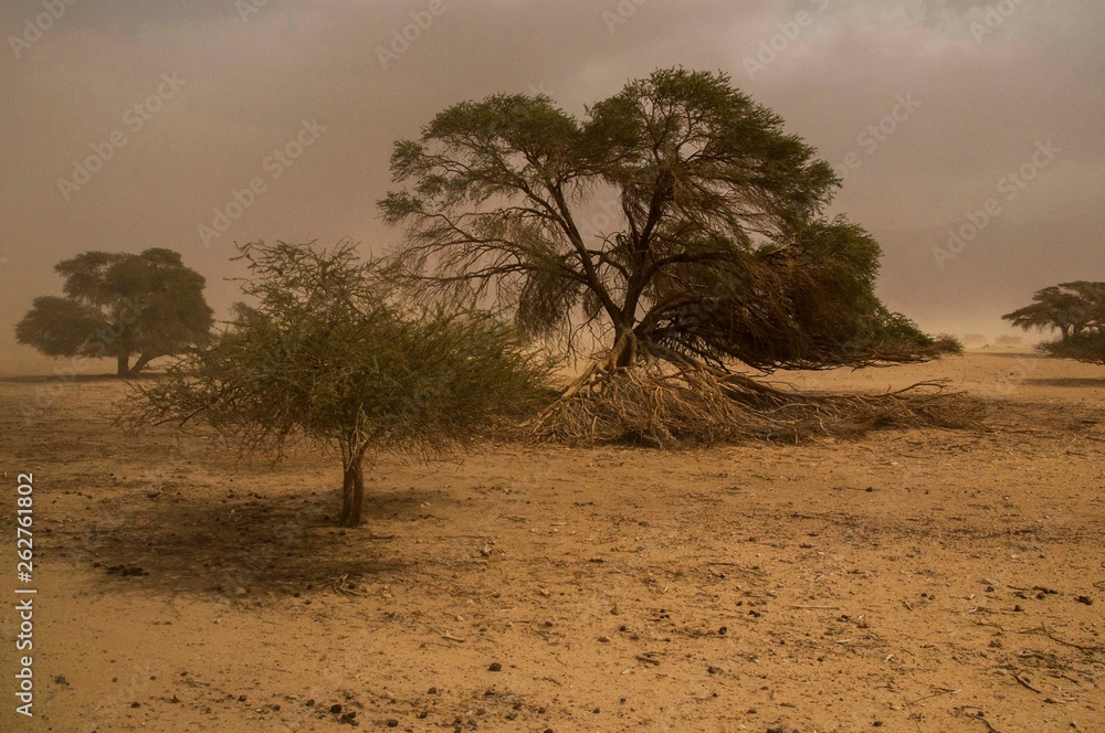 Fototapeta premium Israeli desert