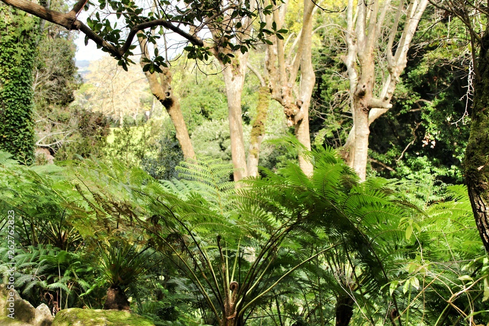 Leafy and green garden with big ferns in Sintra Leafy and green garden with big ferns in Sintra