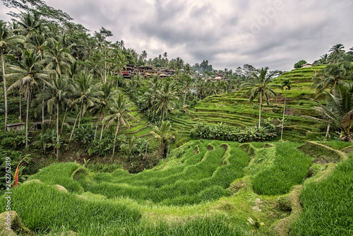 Tegallalang rice terrace in Ubud, Bali, Indonesia