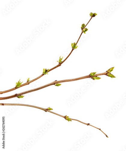 Branch of lilac bush with young leaves on an isolated white background