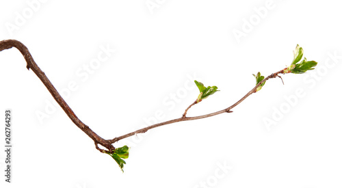 A branch of currant bush with young leaves on an isolated white background.