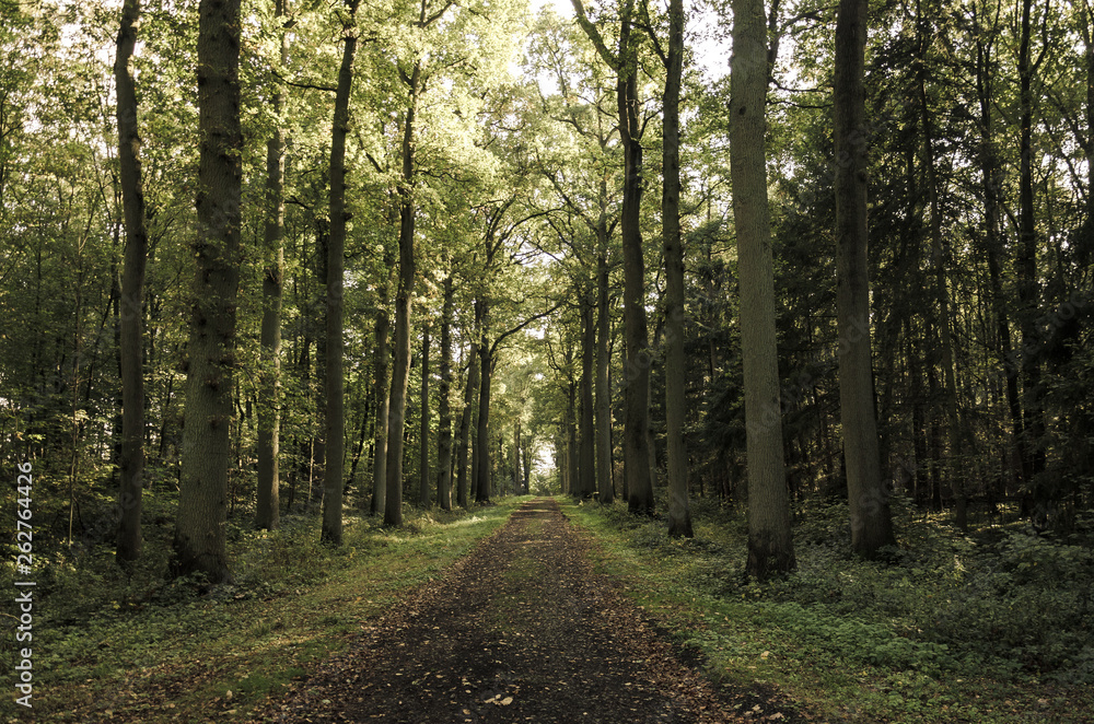 Unpaved road through the woods, in Enghien Park Unpaved road through the woods, in Enghien Park