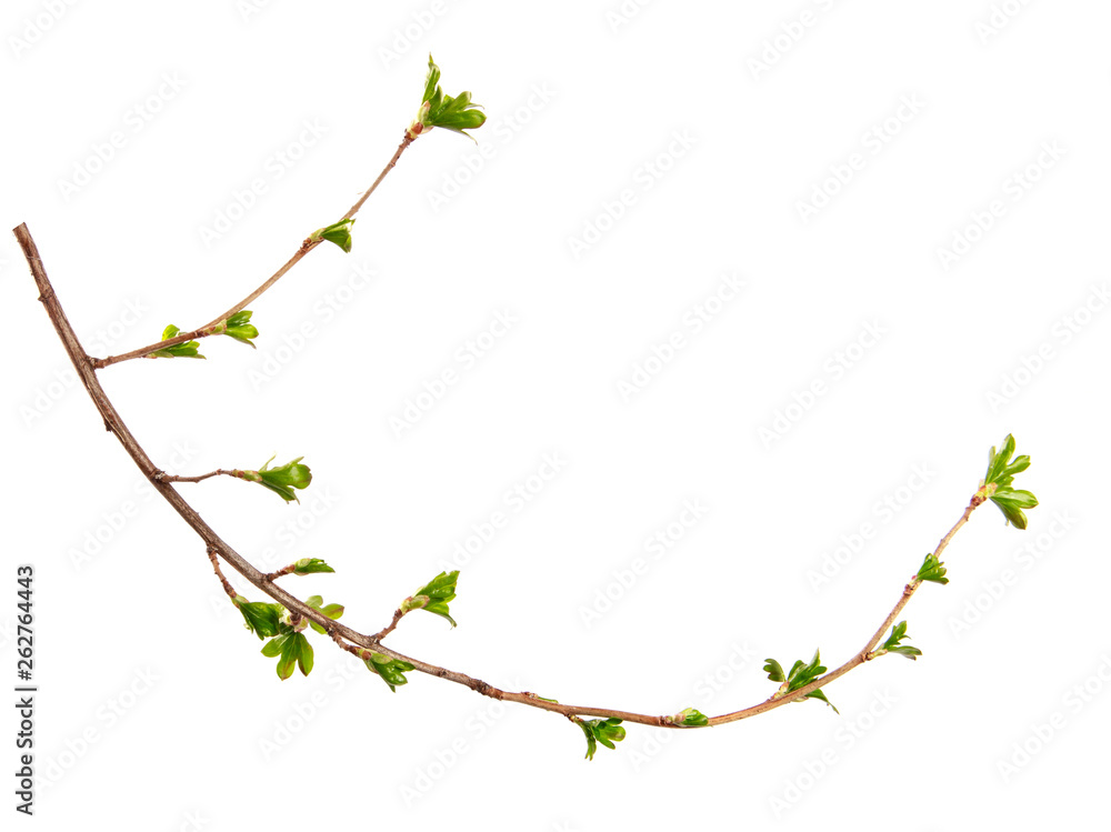 A branch of currant bush with young leaves on an isolated white background. A branch of currant bush with young leaves on an isolated white background.