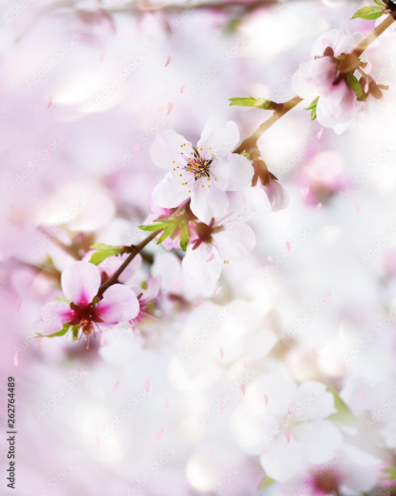 The lush blooming of white flowers of the almond tree in the garden. A magical photo of spring flowering gardens.