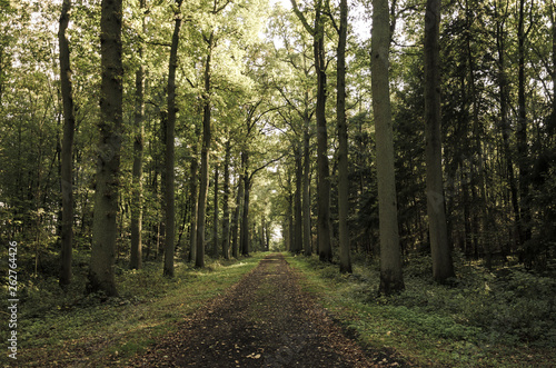 Unpaved road through the woods  in Enghien Park