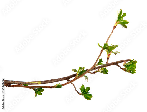 A branch of currant bush with young leaves on an isolated white background.