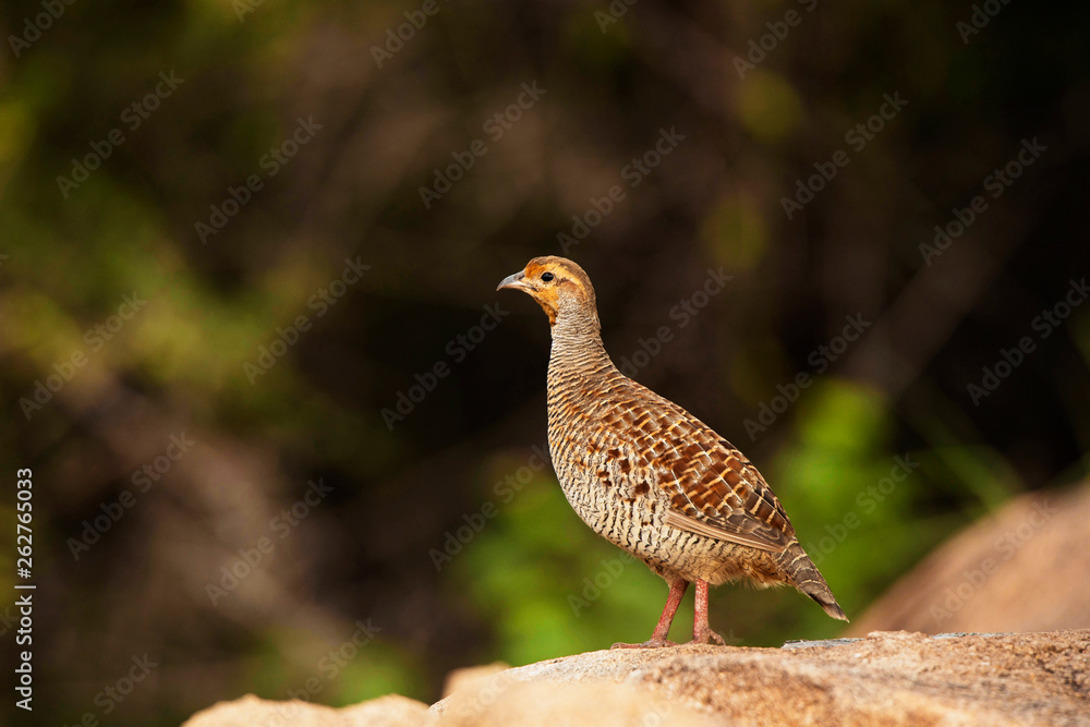 Grey Francolin, Francolinus pondicerianus, Hampi, Karnataka, India. Grey Francolin, Francolinus pondicerianus, Hampi, Karnataka, India.