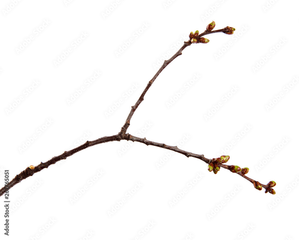 Fototapeta premium Cherry fruit tree branch with swollen buds on an isolated white background.