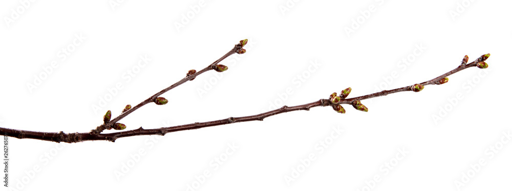 Cherry fruit tree branch with swollen buds on an isolated white background. Cherry fruit tree branch with swollen buds on an isolated white background.