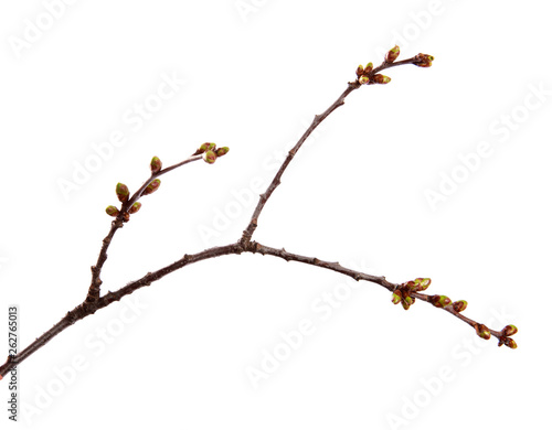 Cherry fruit tree branch with swollen buds on an isolated white background.