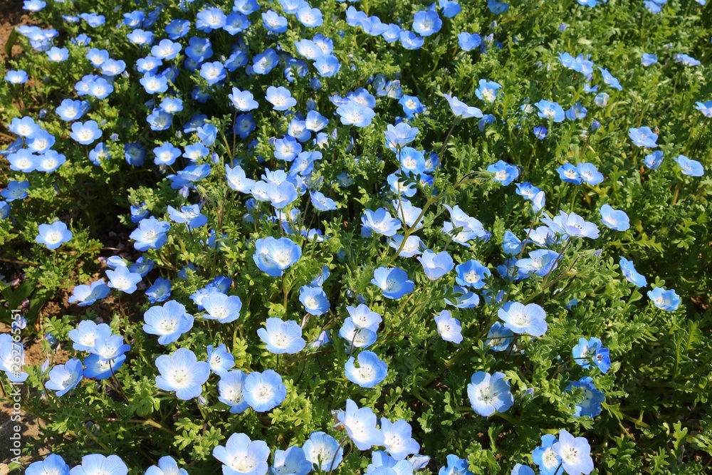 花ネモフィラ小さい春青い茨城stock Photo Adobe Stock 花ネモフィラ小さい春青い茨城stock Photo Adobe Stock
