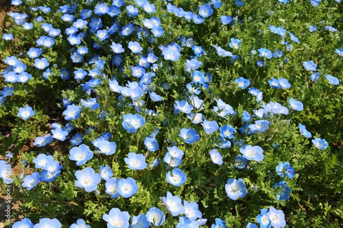 花 ネモフィラ 小さい 春 青い 茨城 Stock Photo Adobe Stock 花 ネモフィラ 小さい 春 青い 茨城 Stock Photo Adobe Stock