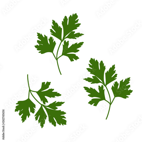 parsley isolated on white background