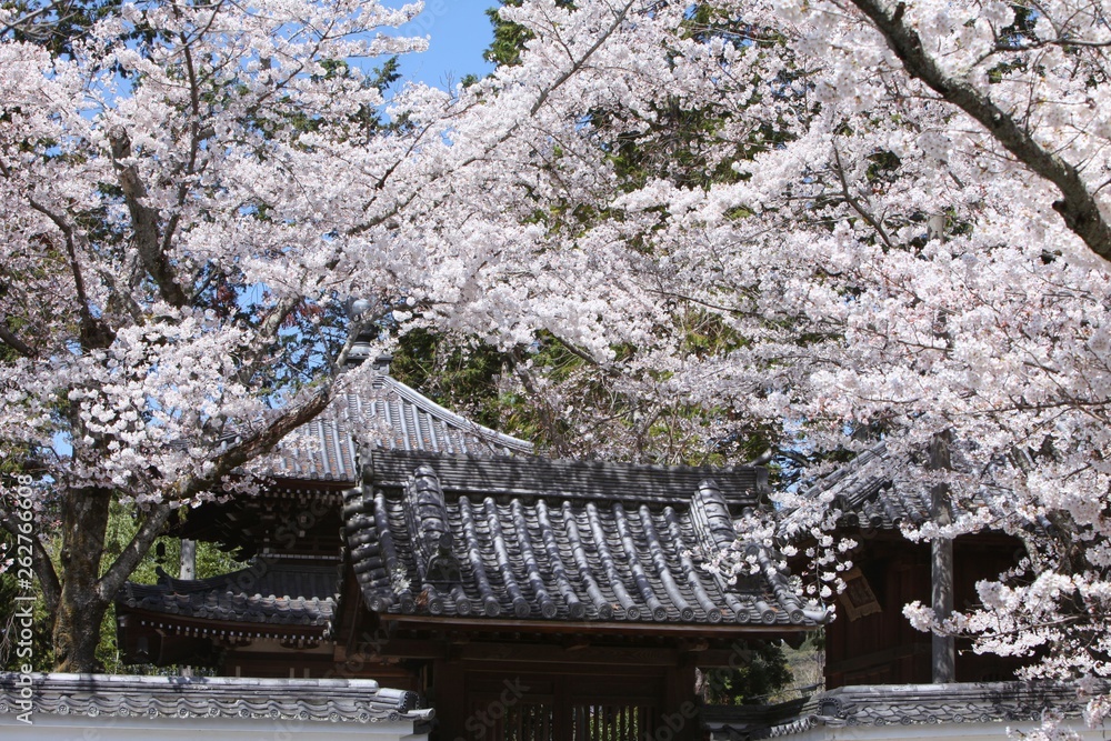 Fototapeta premium 南禅寺の桜