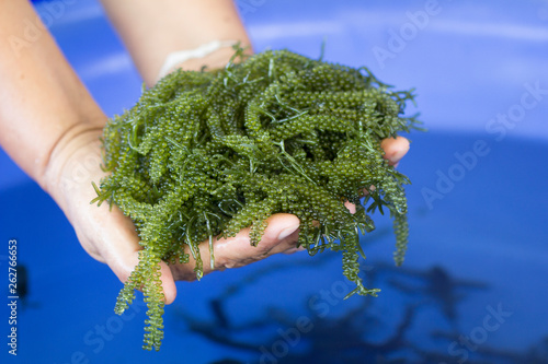 Caulerpa lentillifera, Sea Grapes, Green Caviar in woman hands, Healthy Food photo