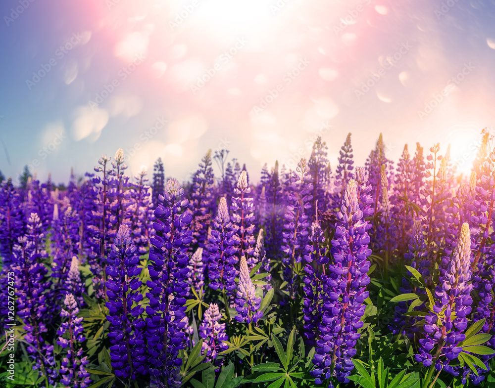 Fototapeta premium Fabulous fantastic view of blooming lilac lupins in a meadow.