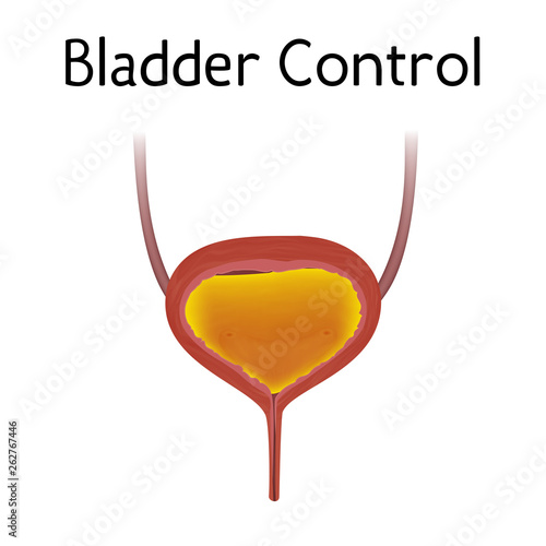 Anatomy picture of bladder full of urine. Urinary control. Realistic medical vector illustration.