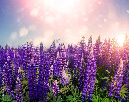 Fabulous fantastic view of blooming lilac lupins in a meadow.