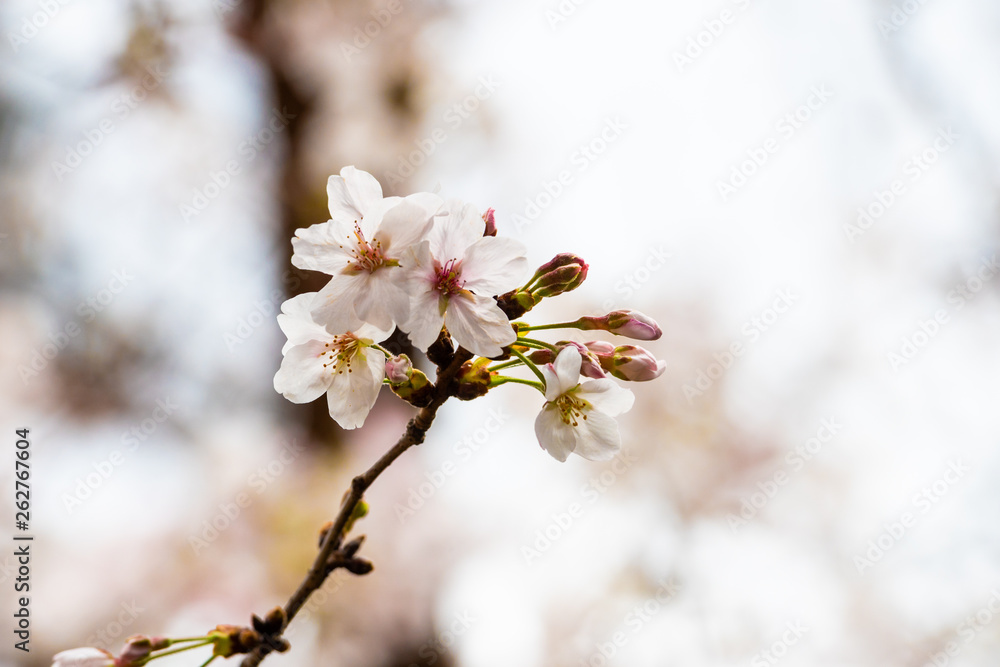 Cherry blossom in spring for background or copy space for text Cherry blossom in spring for background or copy space for text