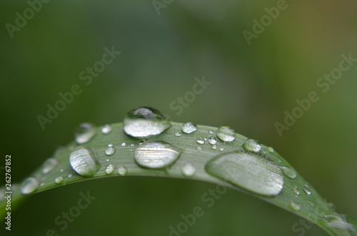 macro photography of plants of insects and dew drops