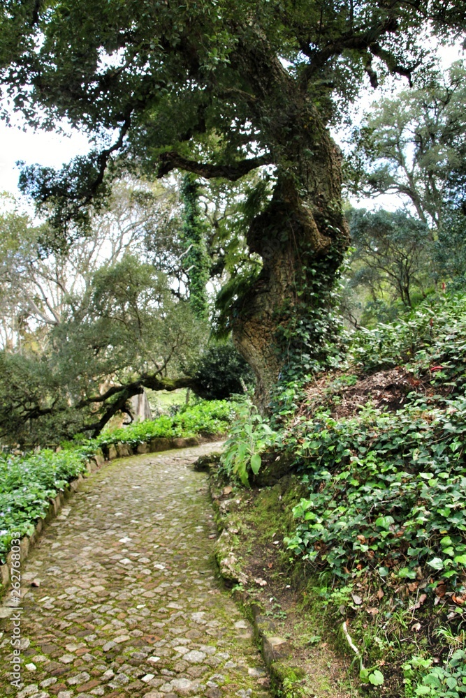 Path between green vegetation in a garden