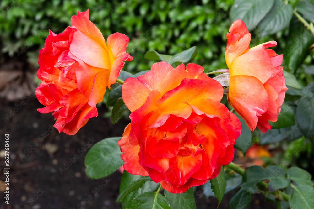 Orange Roses in the garden