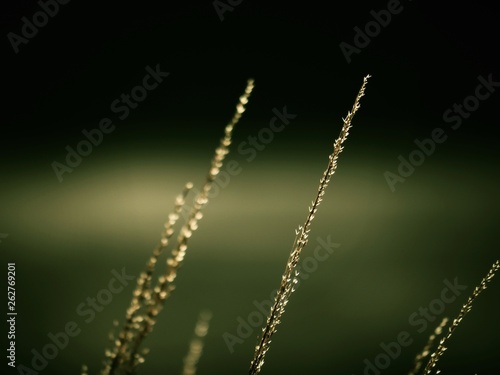 Abstract grass stalks in dark nature background.