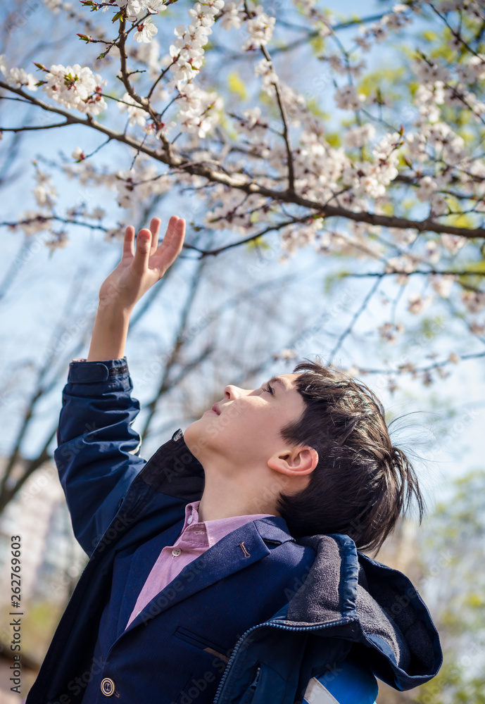 Cute school boy trying to reach the apricot blossom on the tree Cute school boy trying to reach the apricot blossom on the tree