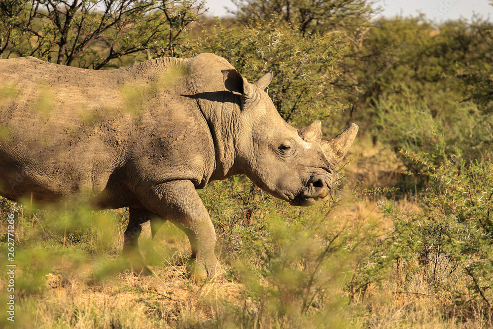 Fototapeta premium White rhino walking in the bush