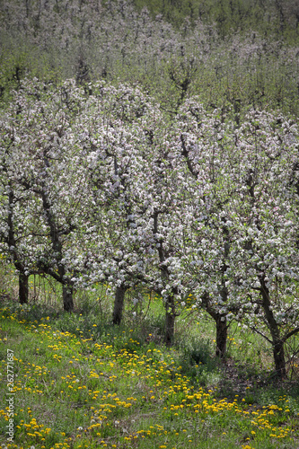 Blooming orchard in spring