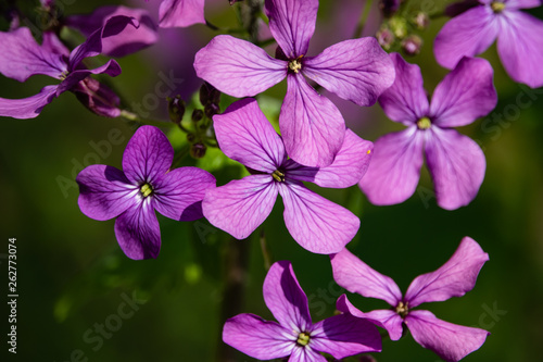 Honesty Flowers in Bloom in Springtime