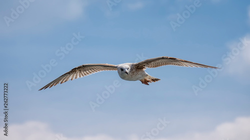 Single Seagull Flying In The Sky