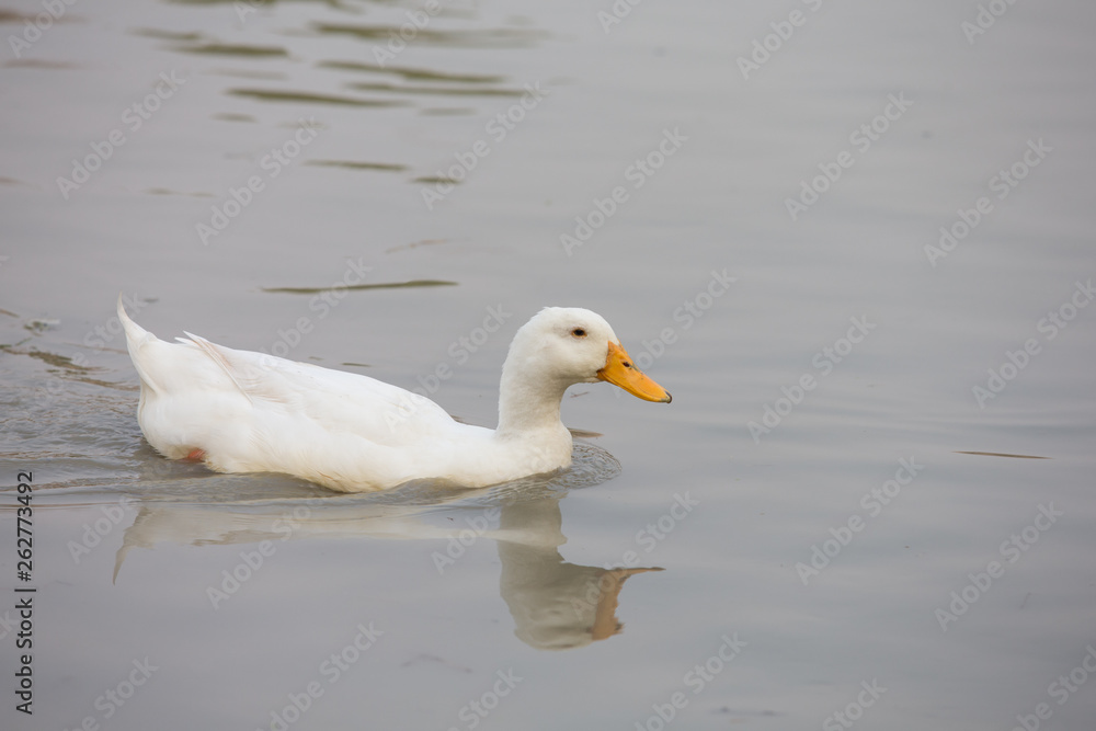 white duck on the water