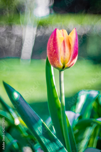 pomarańczowy tulipan w ogrodzie