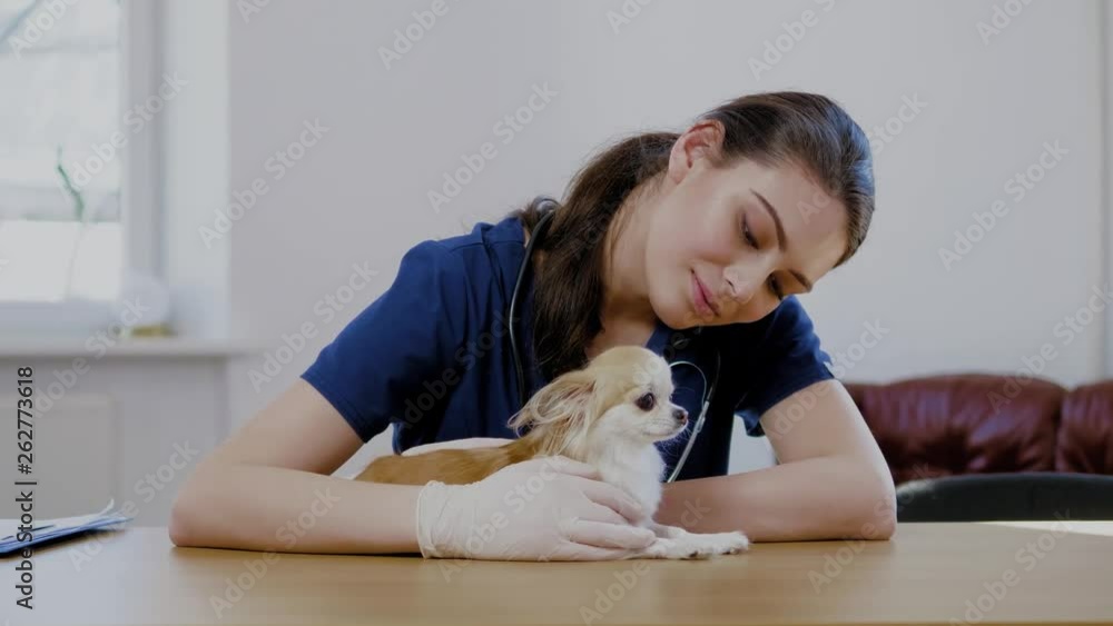 Veterinary surgeon and chihuahua dog at vet clinic Veterinary surgeon and chihuahua dog at vet clinic