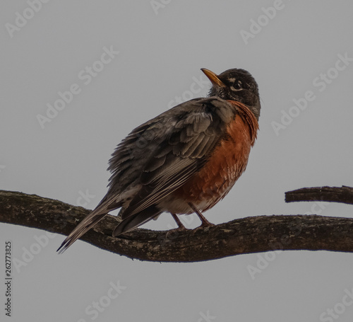 bird on a branch isolated on blueish white background