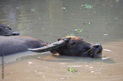 buffalo in water