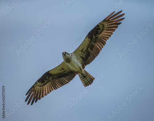 osprey in flight