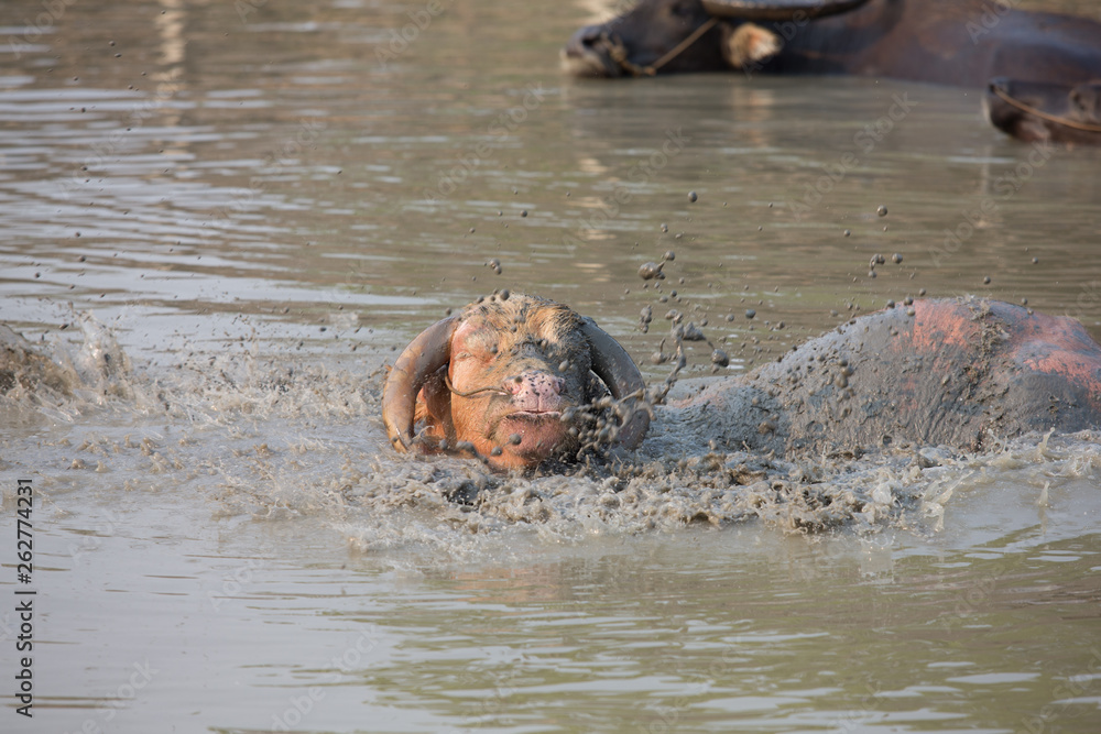 Fototapeta premium buffalo in water