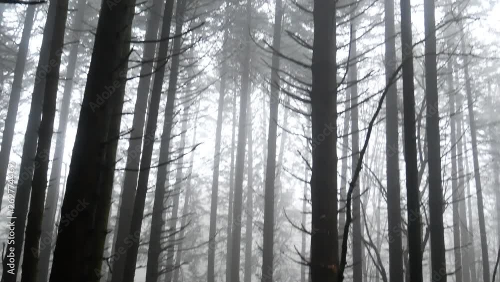 fir forest in the fog, texture of branches in winter. Regional Park of Taburno, Montesarchio, Benevento, Italy fir forest in the fog, texture of branches in winter. Regional Park of Taburno, Montesarchio, Benevento, Italy