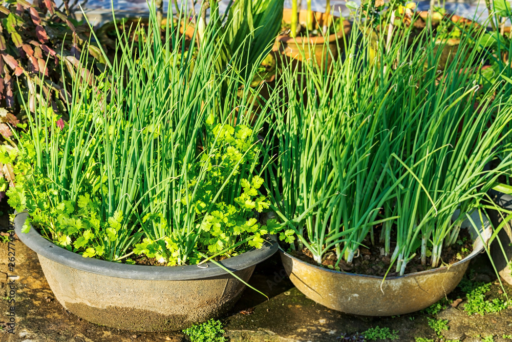 Coriander and green onion glowing on plastic basin in vegetable garden Coriander and green onion glowing on plastic basin in vegetable garden