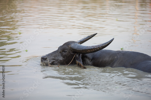 buffalo in water